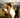 Healing Horses with Selfica: A New Path of Connection and Energy